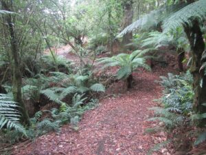 2 Photo Old Beechy Rail Trail Ditchley Gully 02 20150218