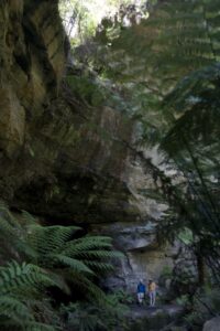 In the lush rainforest at the Newnes end of the Glow Worm tunnel. (2009)