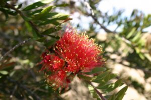 Scarlet Bottlebrush which can be seen on the trail. Jeff Whittaker.