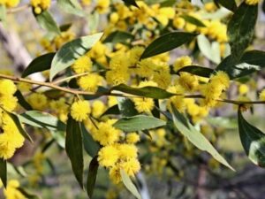 The Casterton Wattle (Acacia exudans) is found only at some local sites and is regenerating on the rail trail. (Coralie Coulson 2019)