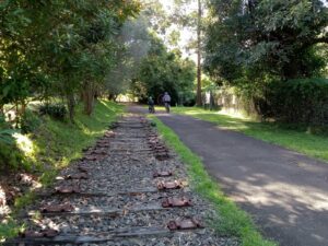 Mt Kembla Memorial Pathway with rail relics
