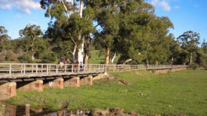 The Woady Yallock bridge is the longest on the trail and was restored with the help of the CFA (2020)