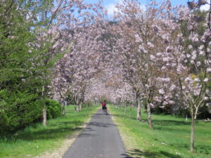 Approaching Bright thorugh the Spring blossoms (2005)