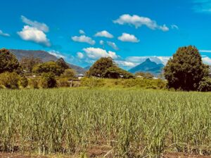The views of Mt Warning National Park from the corridor south of Murwillumbah [2021]