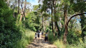 The vegetation is very lush around Red Hill and a bit more management is needed given the number of people using the rail trail! [2021]