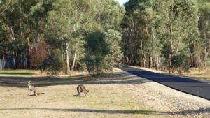 There are plenty of kangaroos to be seen around Bandiana, finding haven in the nearby military bases [2019]