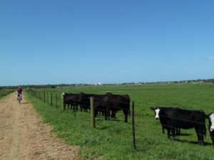 More typical scenery around the dairy farming region of Port Fairy [2011]