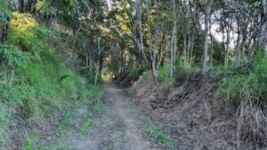 Currawong Trail [2022]
