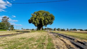 A large Camphor Laurel tree growing on the old siding identifies the site of the former Wyreema railway station (looking south towards Warwick). [2022]