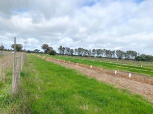 Typical scenery along the rail trail with recent plantings by Landcare to have a more bio diverse and attractive rail trail in the future [2022]