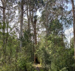 The Big Tree near Darlimurla Rd was decapitated in the 2009 bushfires [2022]