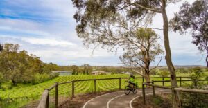 Vineyard on the approach to Onkaparinga Valley Road crossing [2020]