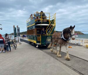The horse-drawn tram is back in action on the new curved bridge from Granite Island at Victor Harbour (2022)