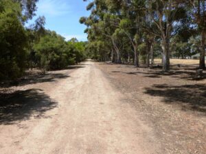 Trail follows the large eucalypts on the sides of the old rail corridor - Nov 23